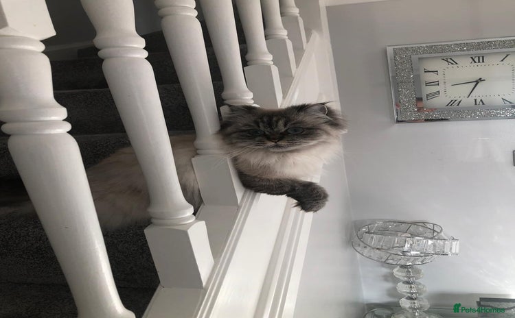 Persian cats - Advert 1