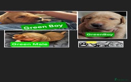 Labrador Retriever dogs for sale: Working lab pups - Image 11