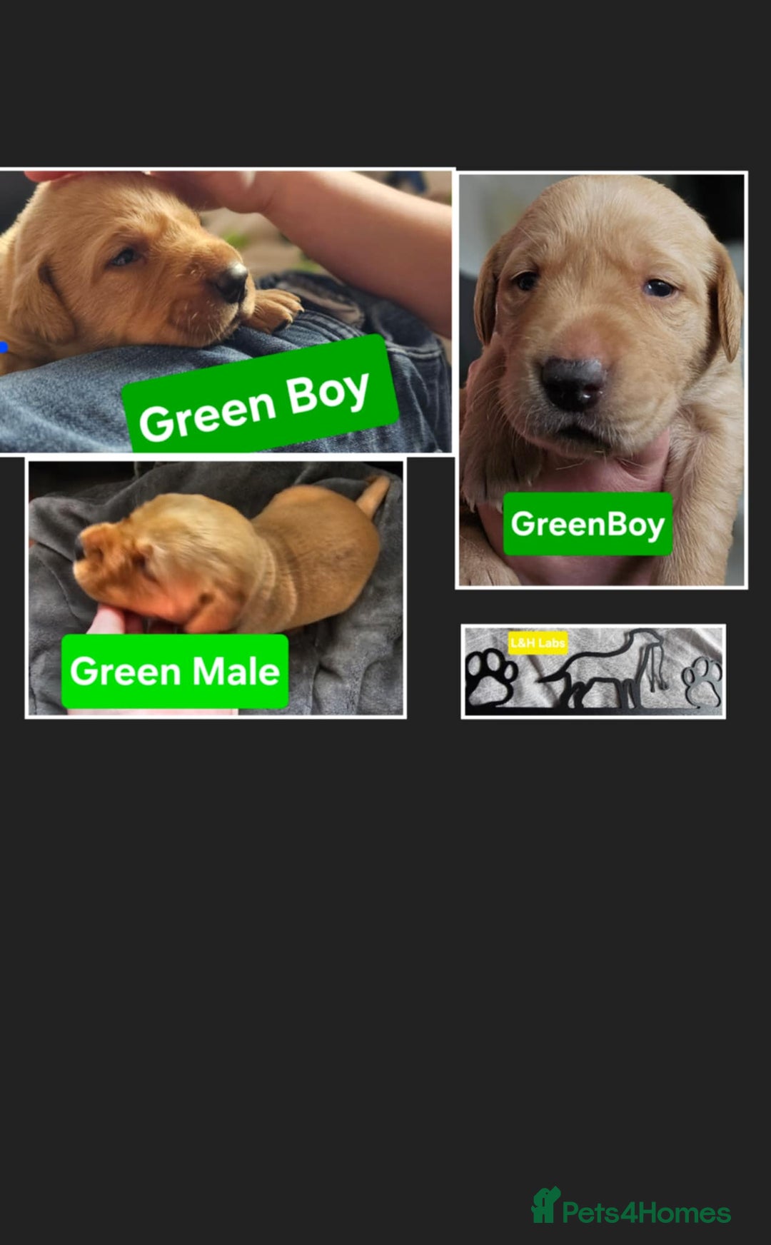 Labrador Retriever dogs for sale: Working lab pups - Image 11