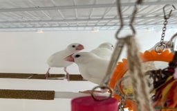 Finches birds for sale: female baby Java sparrow (finches) for sale   - Image 10