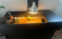Tortoise reptiles for sale: Spur-thighed tortoise  - Image 2