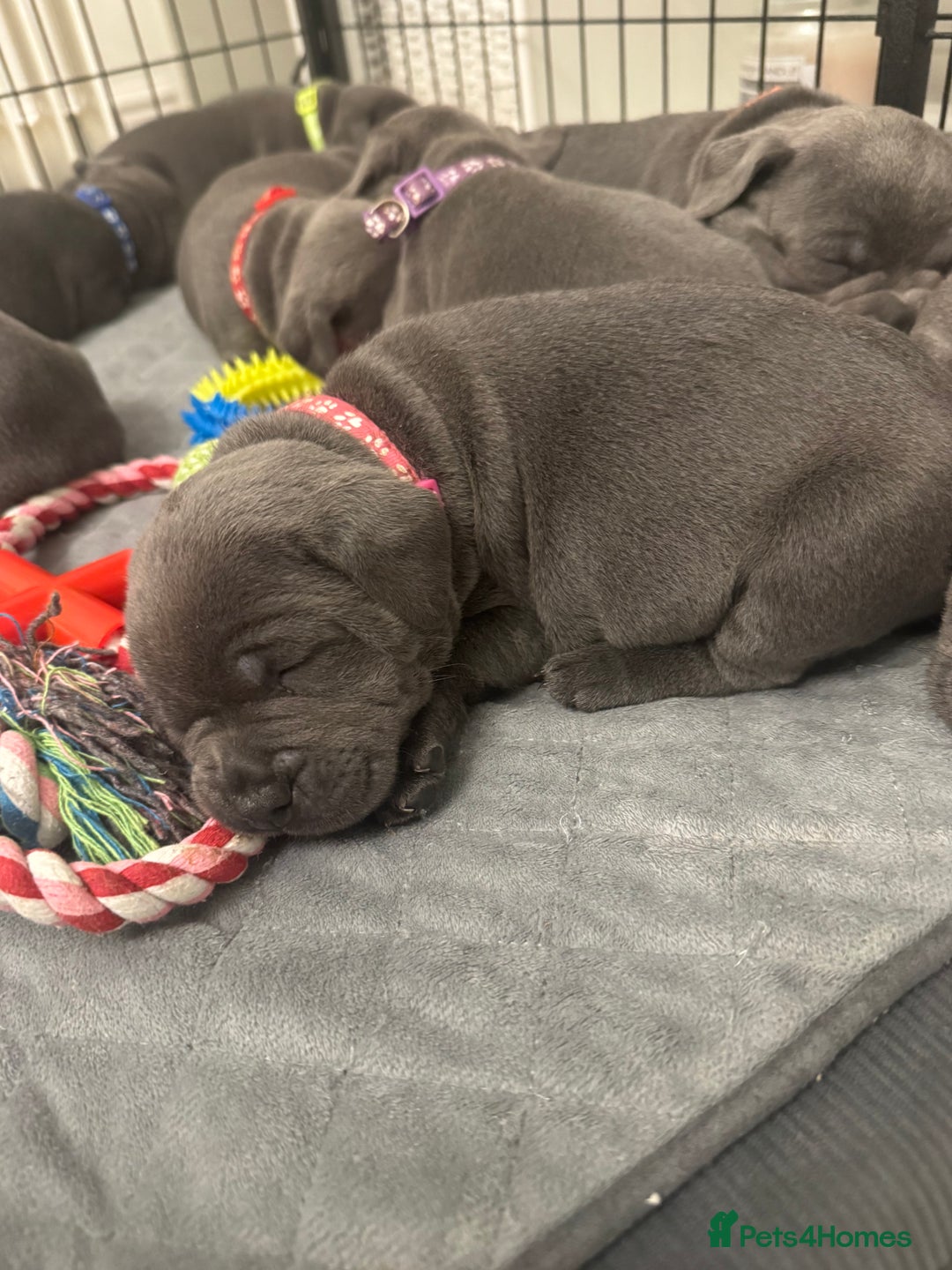 Staffordshire Bull Terrier dogs for sale: STUNNING KC REGISTERED BLUE STAFFY PUPS - Advert 4