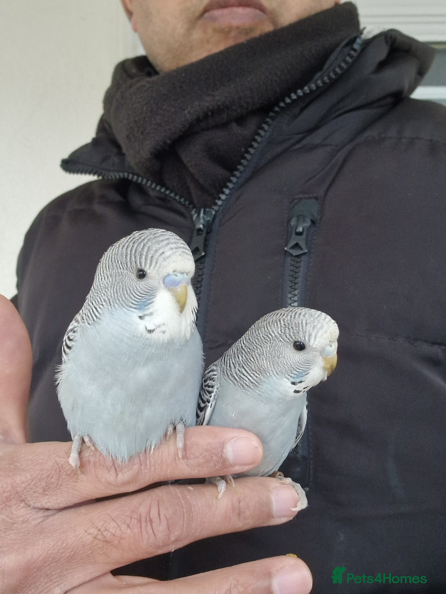 Budgerigars birds Super Silly hand tamed budgies  - Advert 14