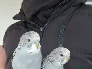 Budgerigars birds Super Silly hand tamed budgies - Advert 14