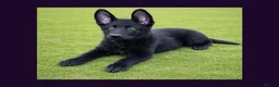 German Shepherd dogs for sale: Solid black short coated KC registered Gsp - Advert 1