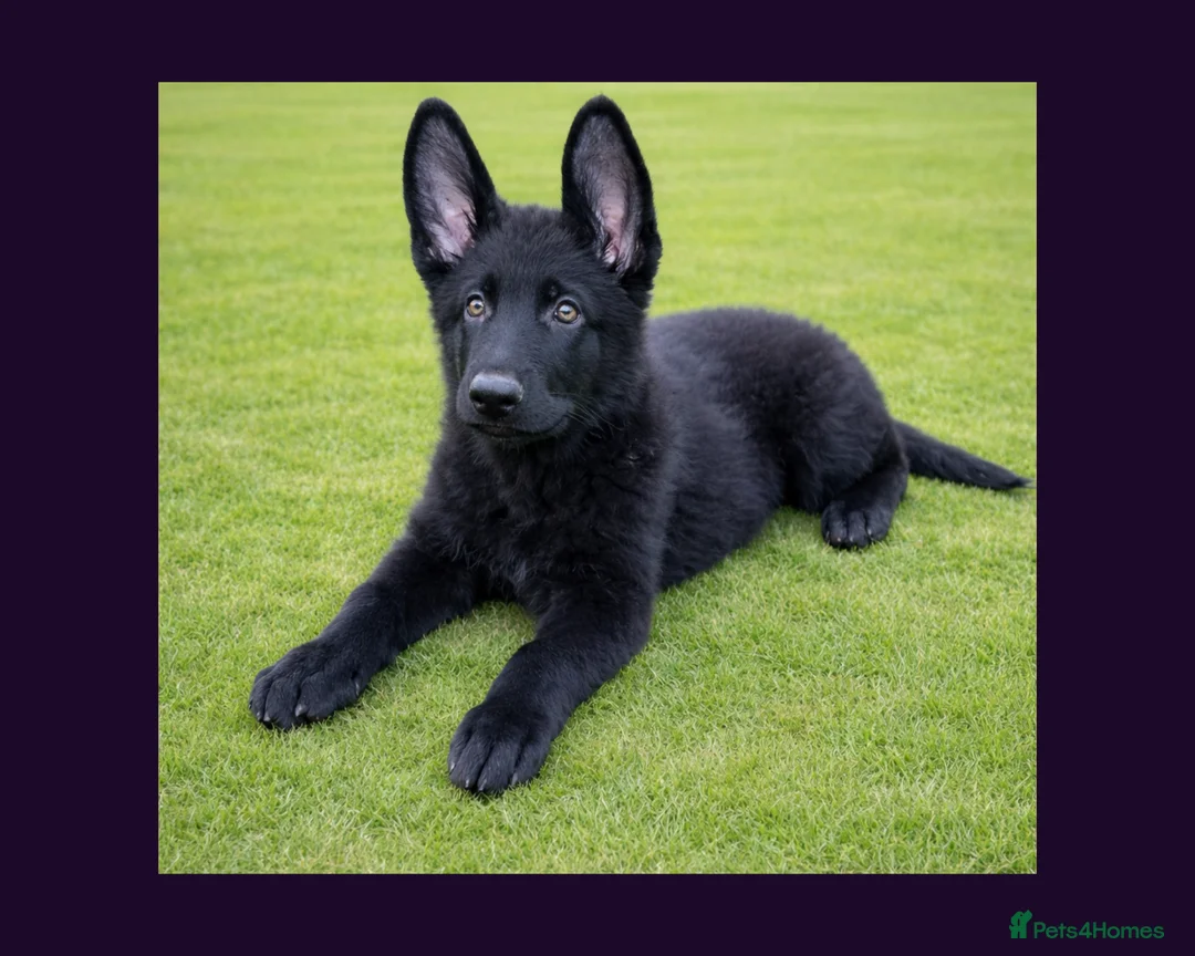 German Shepherd dogs for sale: Solid black short coated KC registered Gsp - Advert 1