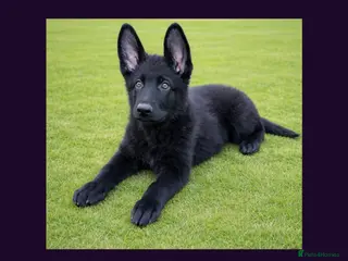 German Shepherd dogs Solid black short coated KC registered Gsp - Advert 8