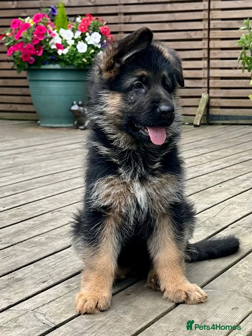 German Shepherd dogs Outstanding KC Registered German Shepherd Puppies - Advert 11
