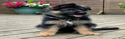 German Shepherd dogs for sale: Outstanding KC Registered German Shepherd Puppies - Advert 1