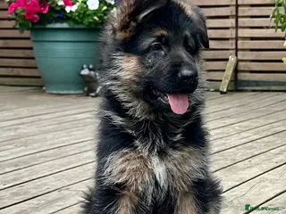 German Shepherd dogs Outstanding KC Registered German Shepherd Puppies - Advert 11