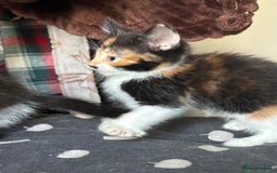 Mixed Breed cats for sale: Kittens - Image 4