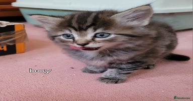 Mixed Breed cats - Advert 12
