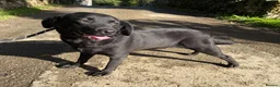 Labrador Retriever dogs for sale: Adult - KC Registered Labrador Retriever Female  - Advert 3
