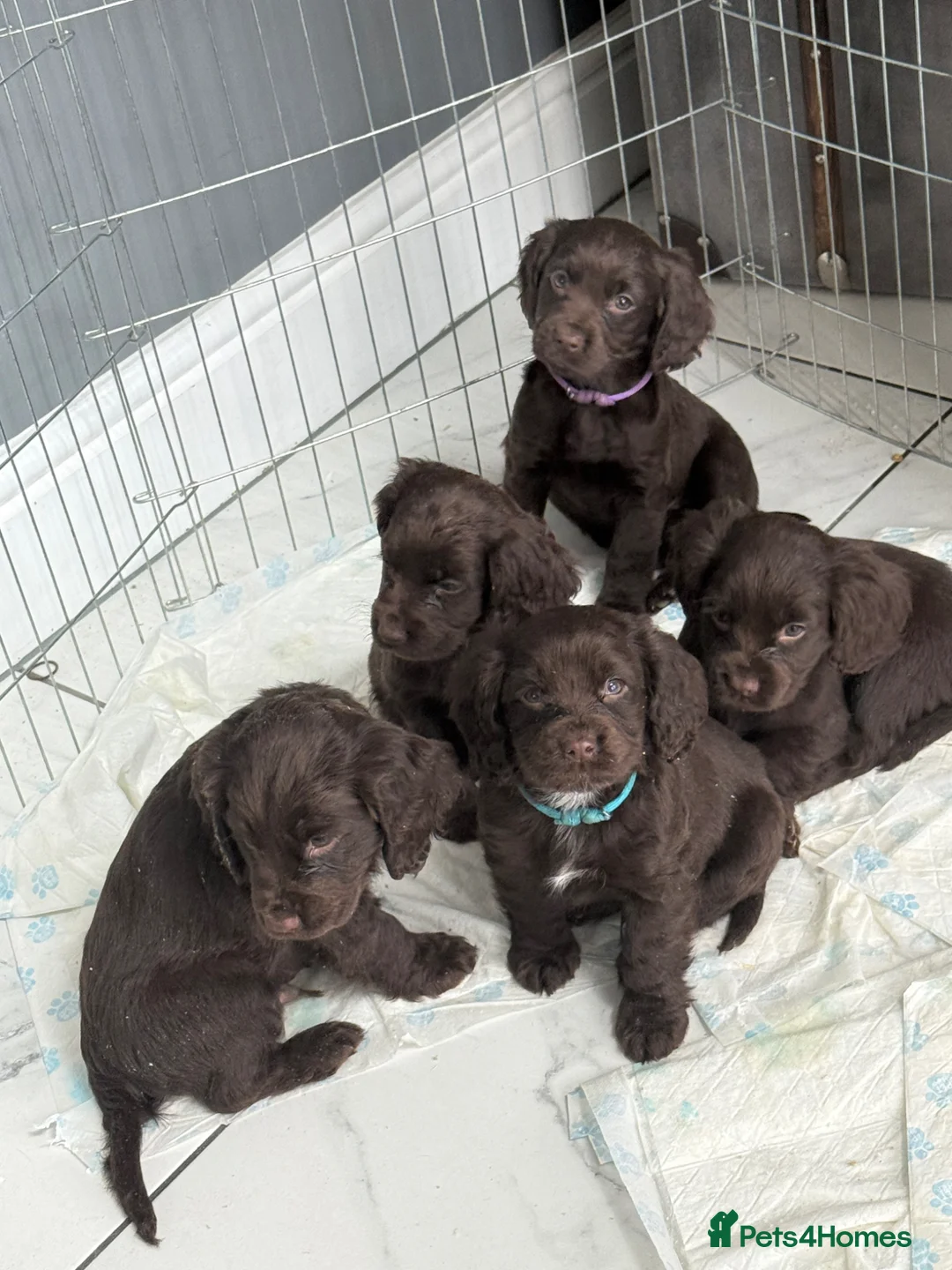 Cocker Spaniel dogs for sale: Working Cocker spaniel puppies  - Advert 1