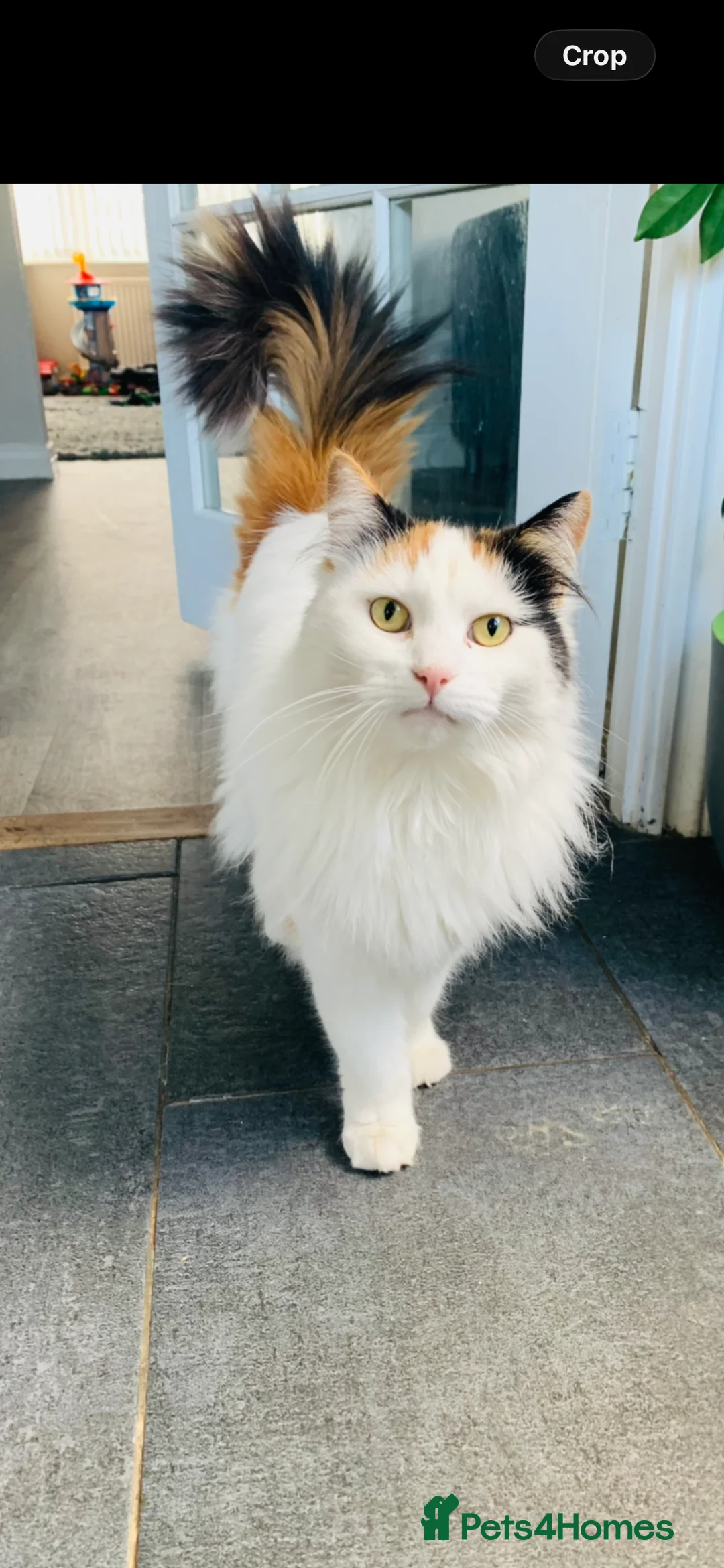 Mixed Breed cats for sale: Two cats for sale  - Advert 2