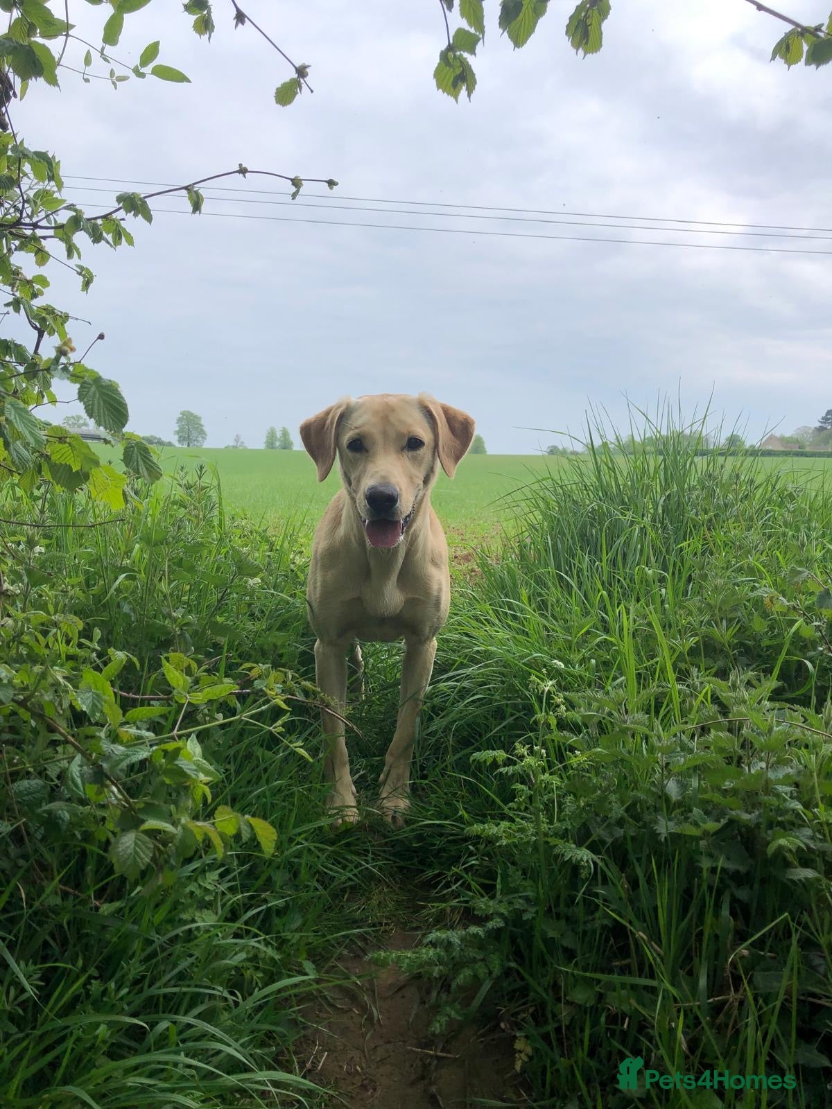 Labrador Retriever dogs Labrador Puppies Yellow and Black (due 17th April) - Advert 1