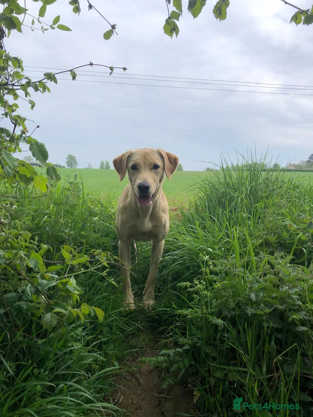 Labrador Retriever dogs for sale: Labrador Puppies Yellow and Black (due 17th April) in Bradford-on-Avon - Advert 1