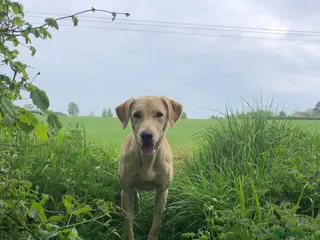 Labrador Retriever dogs Labrador Puppies Yellow and Black (due 17th April) - Advert 6