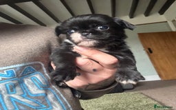 Mixed Breed dogs for sale: Chihuahua, Brussels Griffon cross pups - Image 3