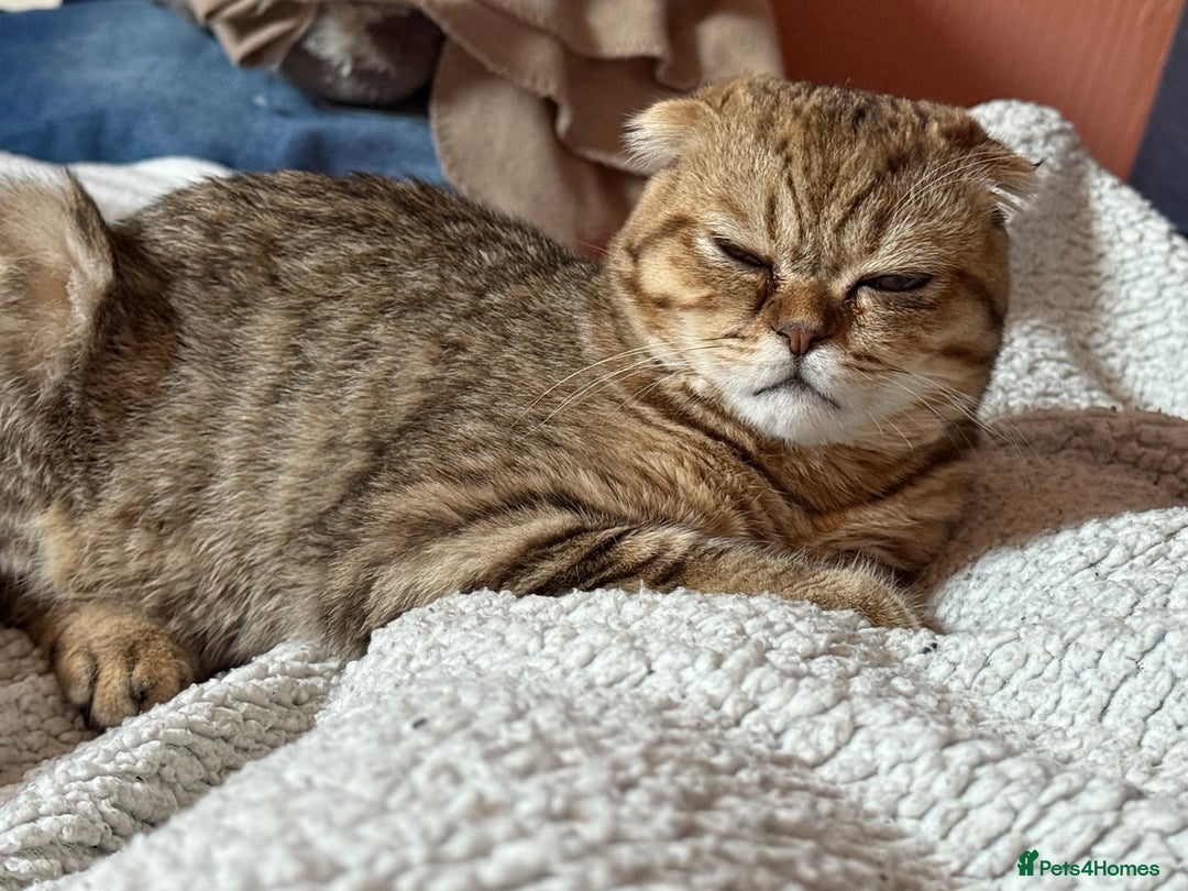 Scottish Fold cats for sale: Scottish fold boy  - Image 6