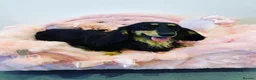 Miniature Dachshund dogs for sale: Beautiful Black & Tan Girl Long Haird Available  - Advert 9