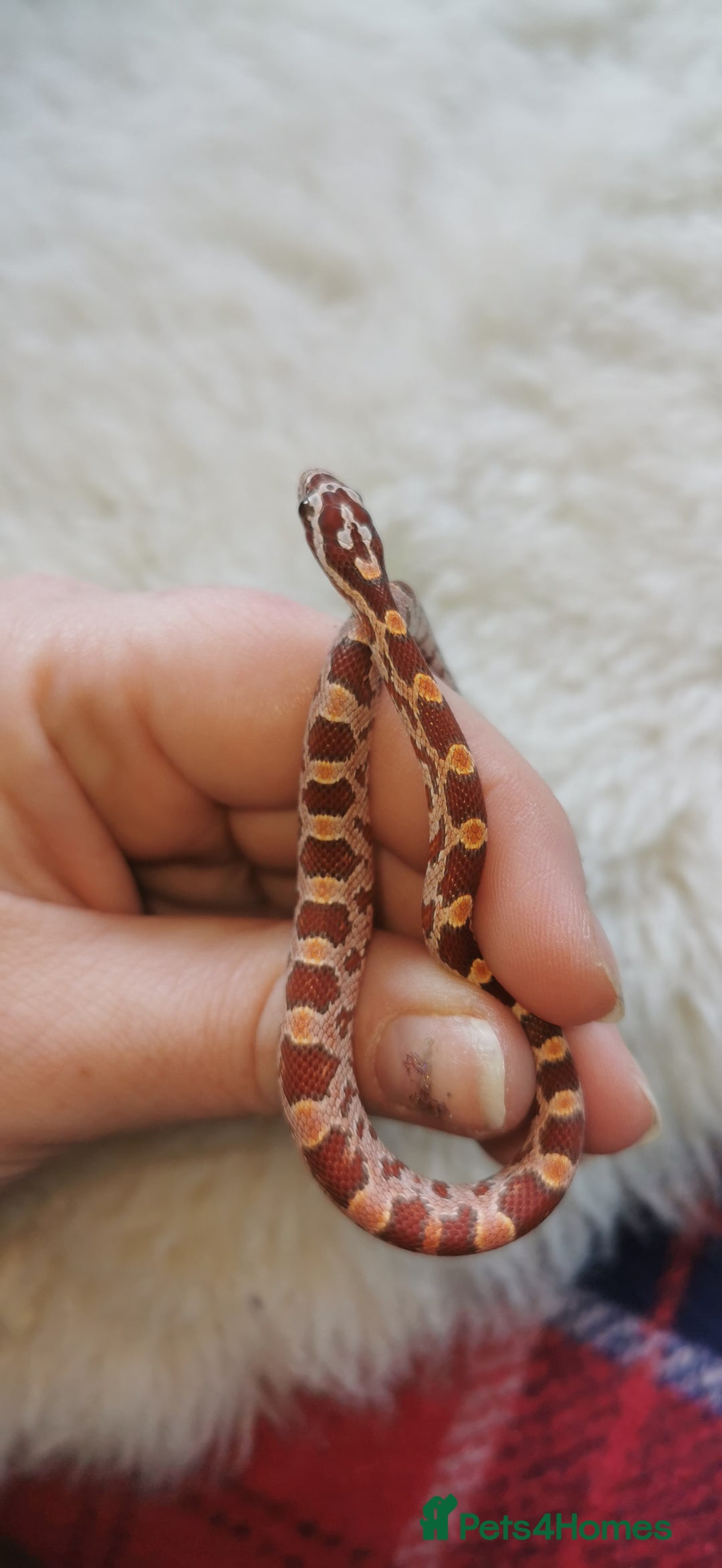 Corn Snake reptiles for sale: Baby corn snakes - Image 17