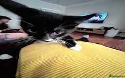Mixed Breed cats for sale: 3 x Black and white tuxedo male kittens £200 each - Image 1