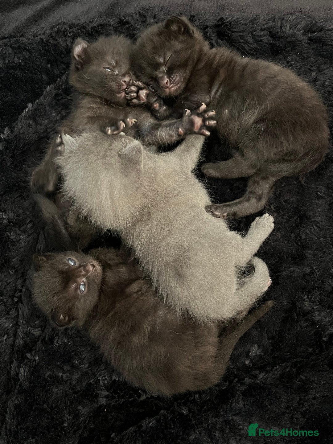 Sphynx cats for sale: Sphynx elf X kittens 🧝‍♀️🧝‍♂️ - Advert 4