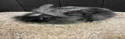Mini Lop rabbits for sale: Stunning bunnies  - Advert 19