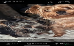Yorkshire Terrier dogs for stud: 'ROMEO' KC Reg Pedigree - Image 9