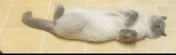 Ragdoll cats for sale: Ragdoll X British Shorthair READY NOW - Advert 8