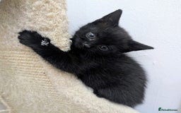 Mixed Breed cats for sale: healthy, fluffy and happy girls  - Image 5