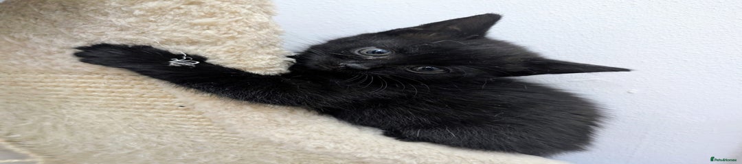 Mixed Breed Kitten 3