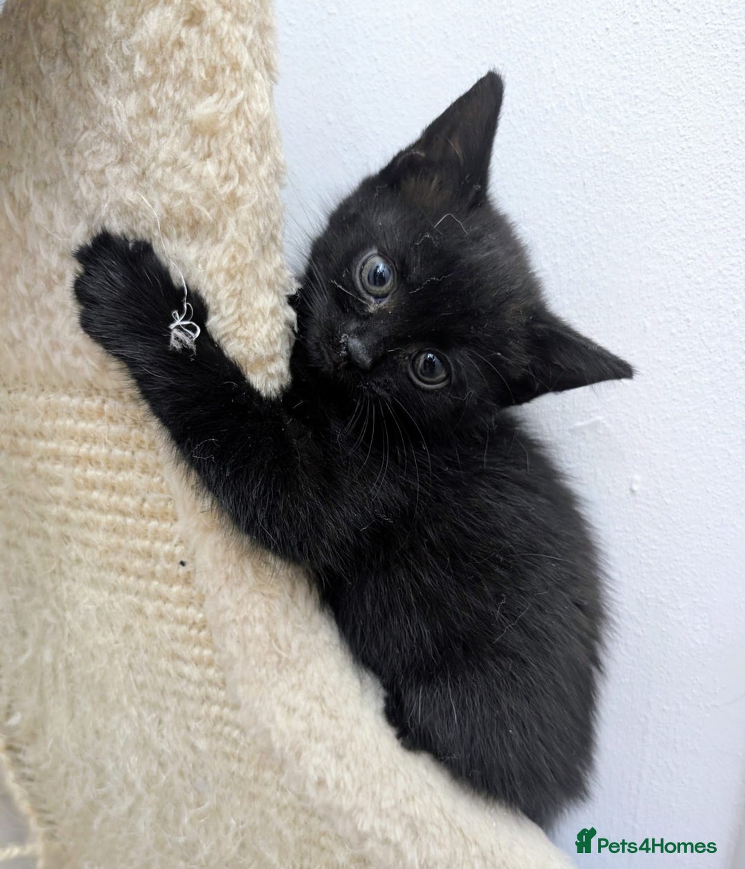 Mixed Breed cats for sale: healthy, fluffy and happy girls  - Image 5