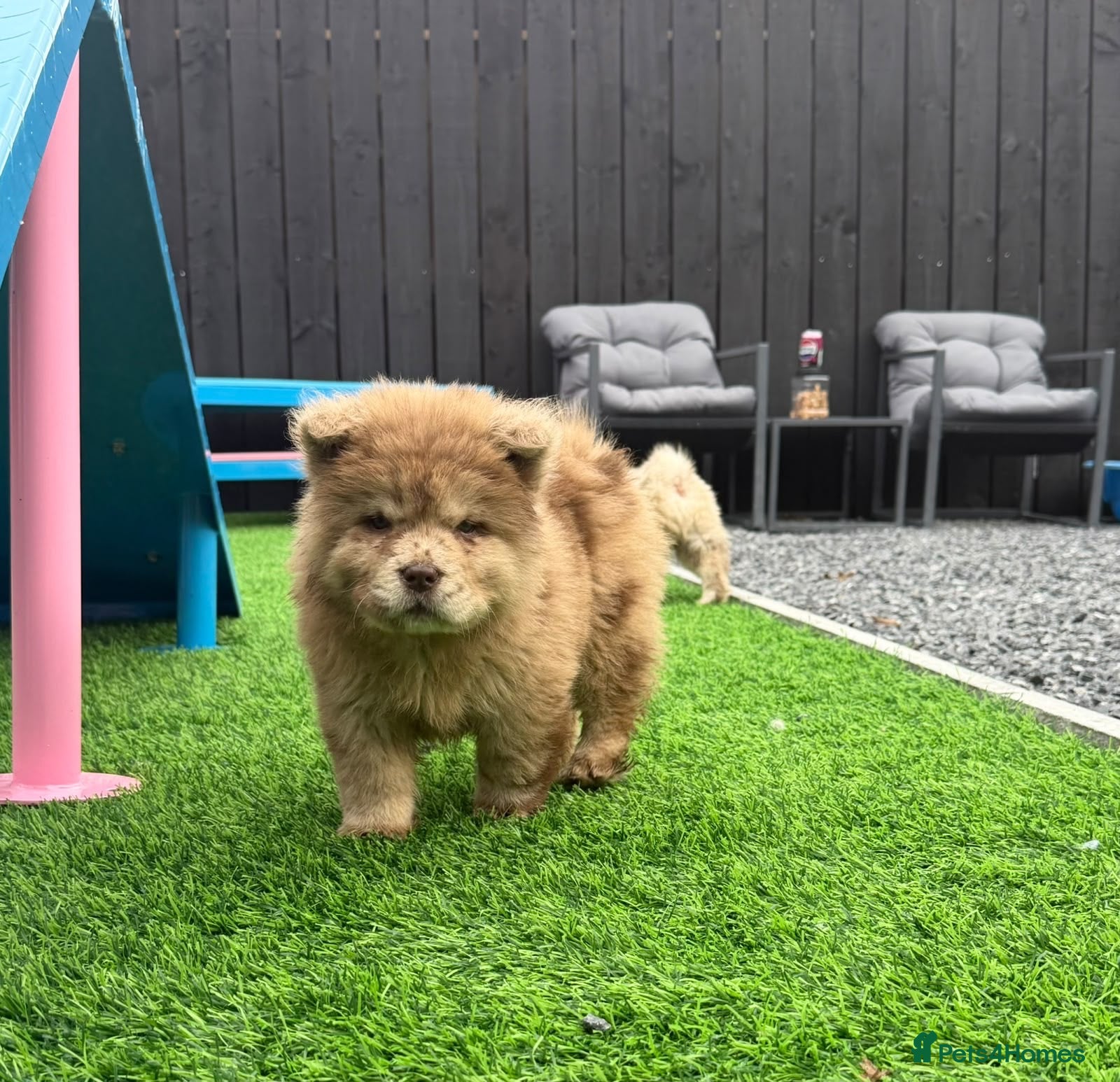 Chow Chow dogs Stunning exotic colour puppies for sale  - Advert 2