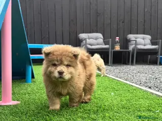 Chow Chow dogs Stunning exotic colour puppies for sale - Advert 2