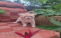 Exotic cats for sale: 💙READY NOW💙🏆Champion sired boys💙 😸  - Image 8