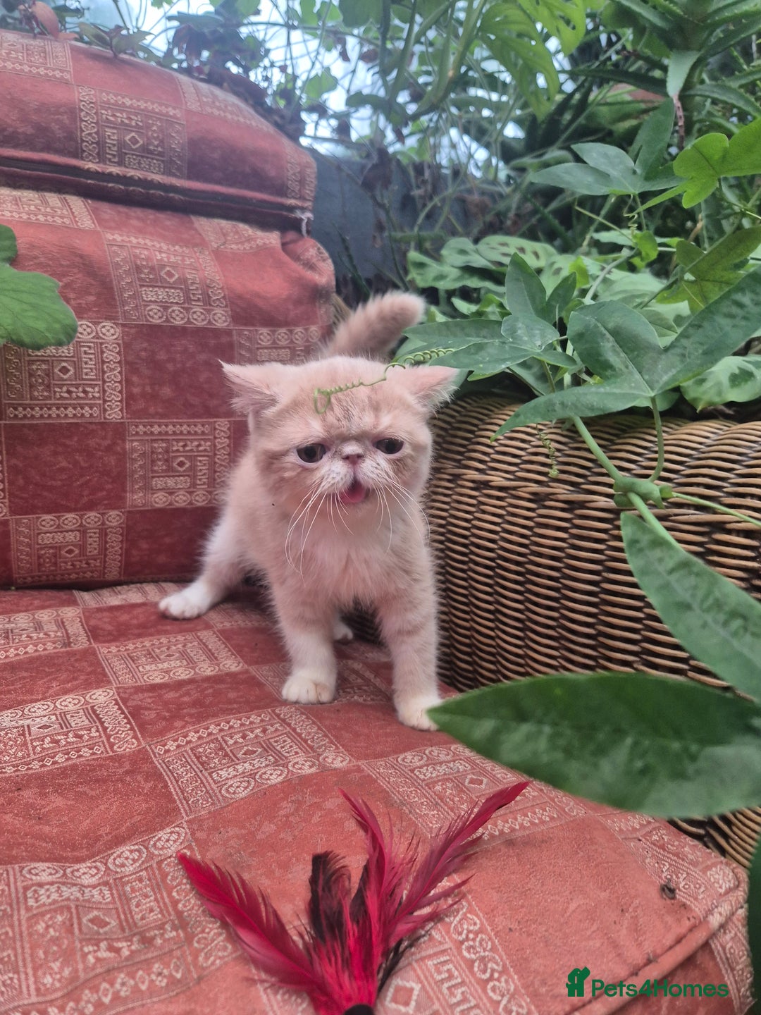 Exotic cats for sale: 💙READY NOW💙🏆Champion sired boys💙 😸  - Image 8