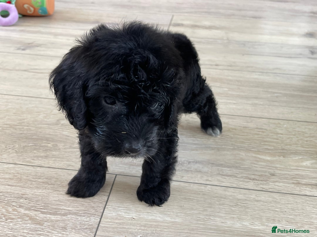Cockapoo dogs for sale: F1 cockapoos - Image 35