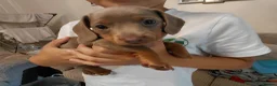 Dachshund dogs for sale: KC Registered Isabella & Tan Dachshund Puppies - Advert 5