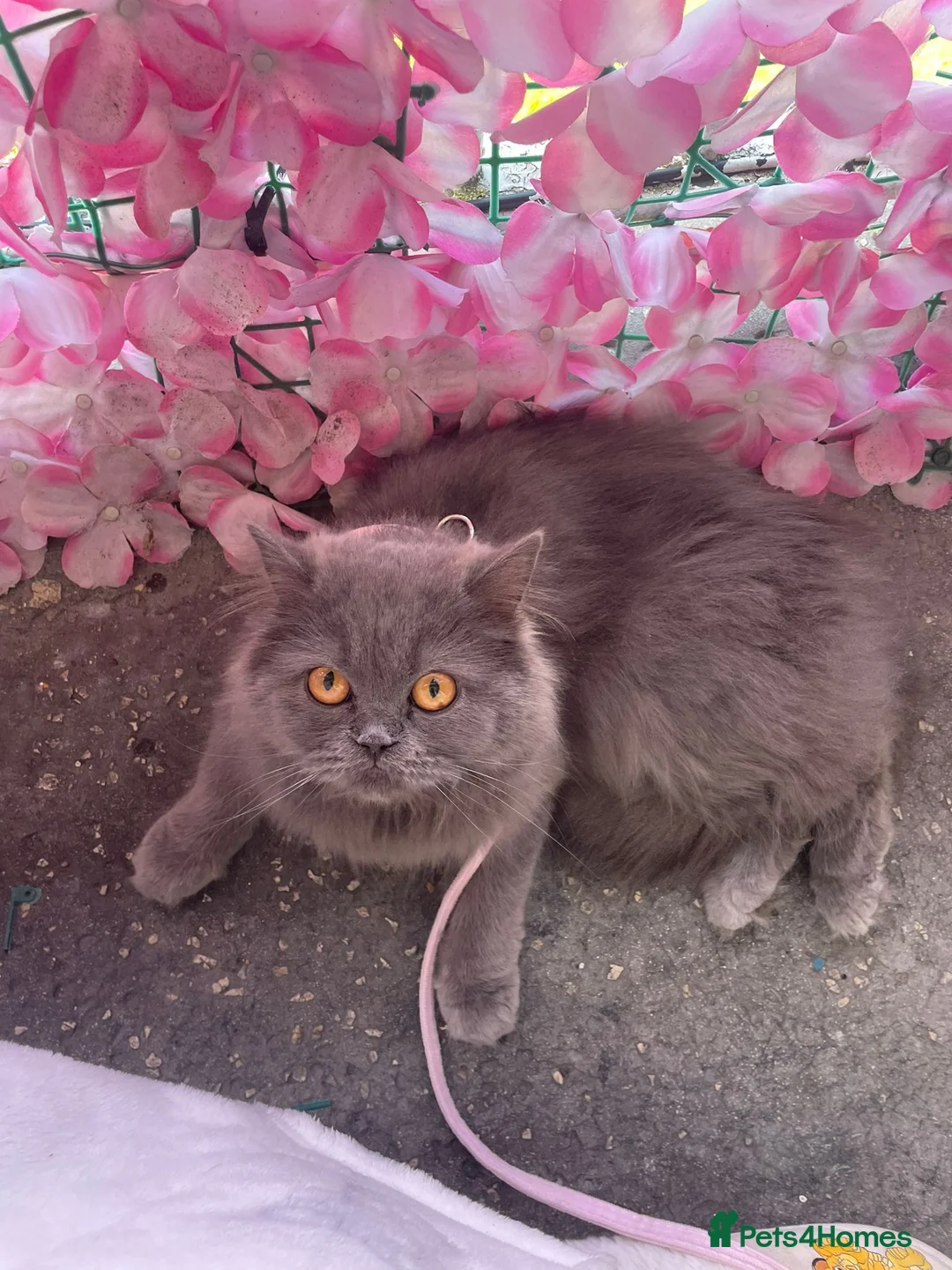 Russian Blue cats for sale: Russian blue girl for sale in Sheffield - Advert 2