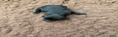 Black female 