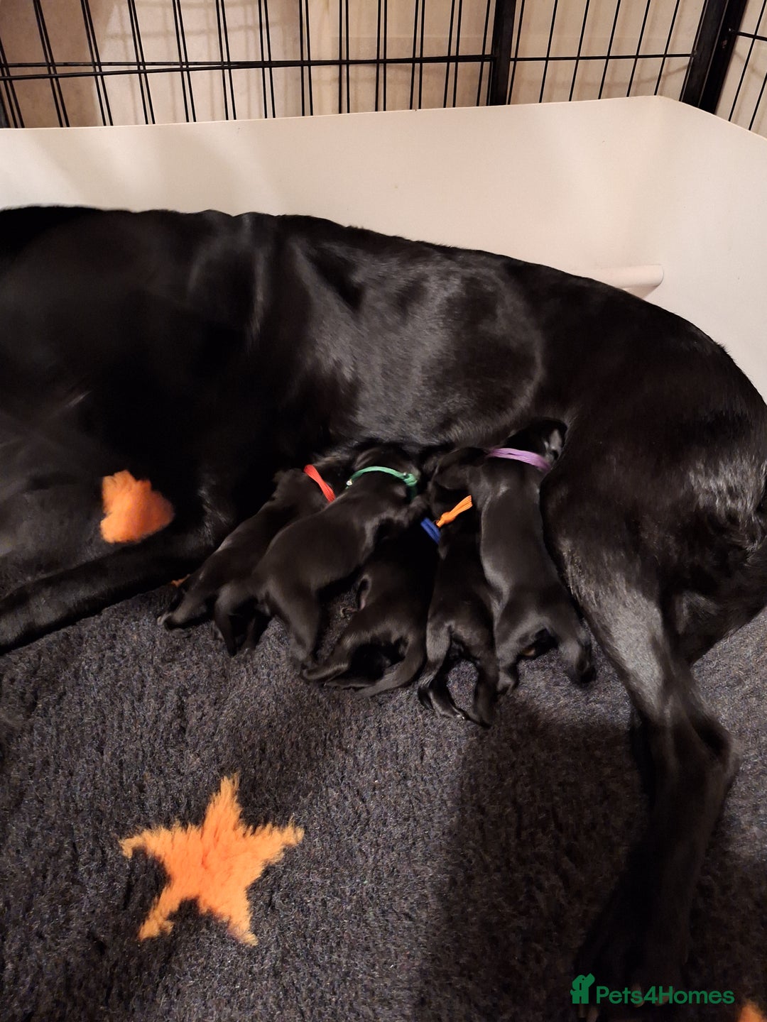 Cockerdor dogs for sale: stunning cockerdors (1left)🐶 5⭐️ licensed breeder - Advert 16