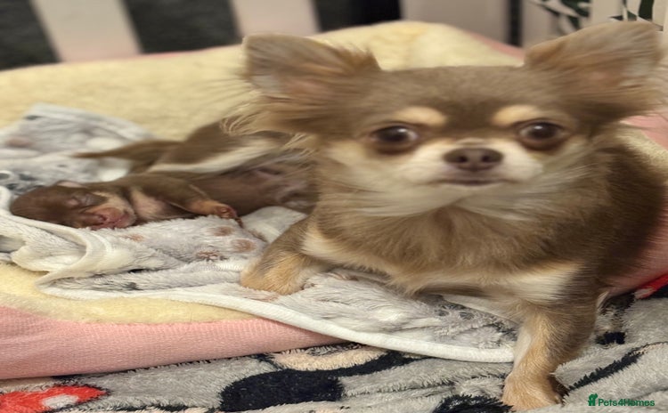 Chihuahua dogs - Advert 1