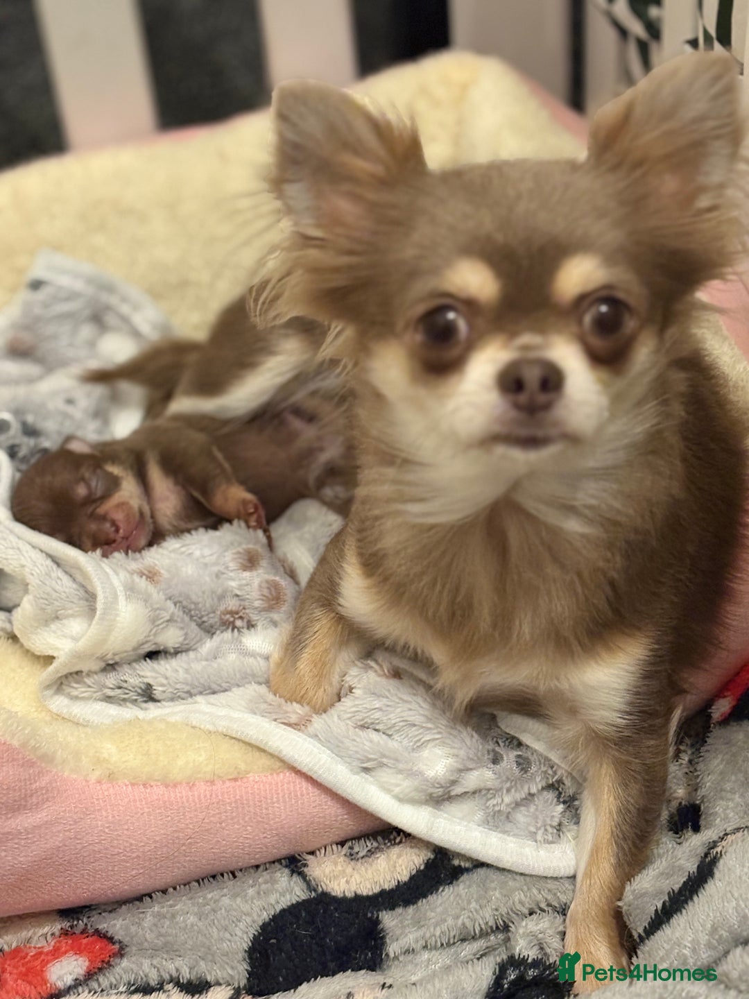 Chihuahua dogs for sale: Chocolate tan tiny girl  - Image 1