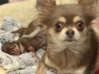 Chihuahua dogs - Advert 6