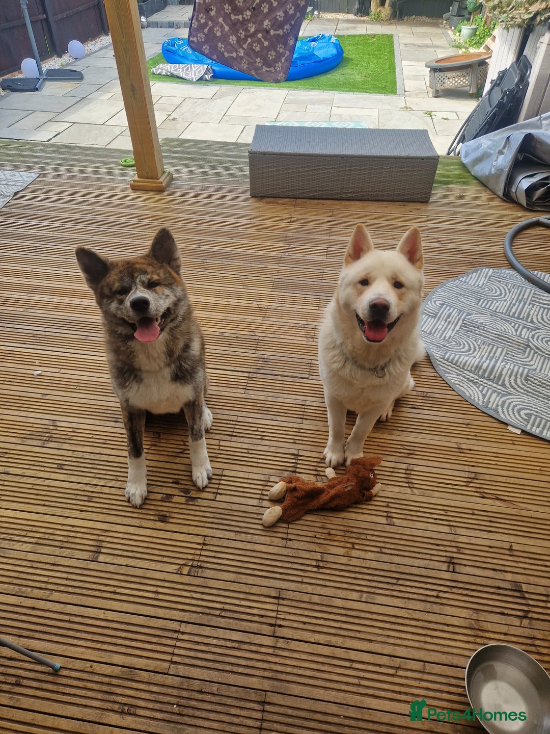 Japanese Akita Inu dogs for sale: JAPANESE AKITA INU - Image 2