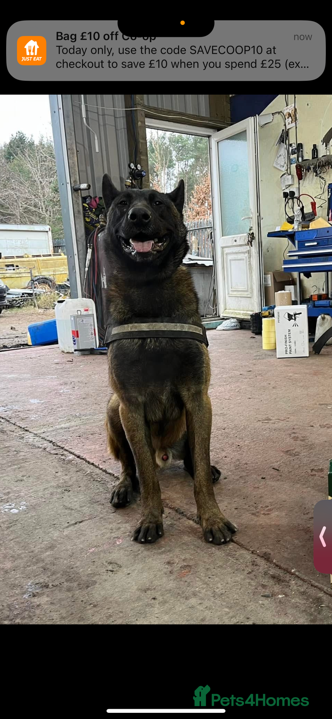 Belgian Shepherd Dog dogs for sale: 10 gorgeous Belgian Malinois pups - Advert 29