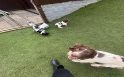 English Springer Spaniel dogs for sale: STUNNING L/W FEMALE PUPPY - Image 3