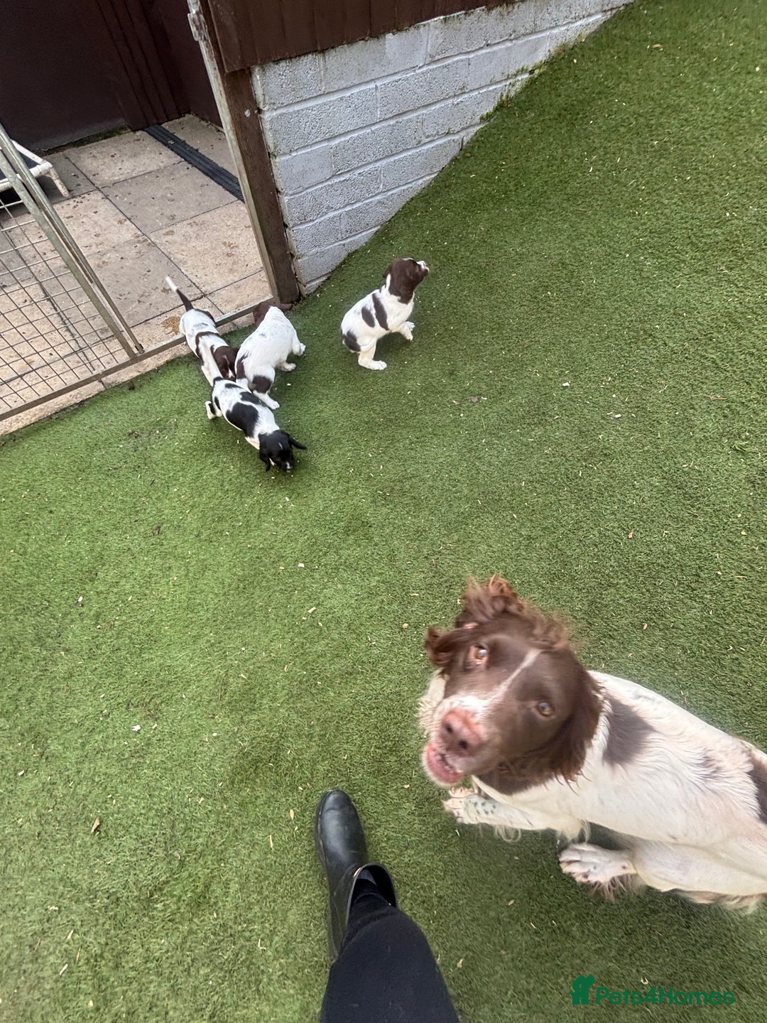 English Springer Spaniel dogs for sale: STUNNING L/W FEMALE PUPPY - Image 3